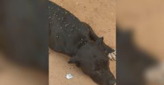pitbull sofre maus-tratos minas