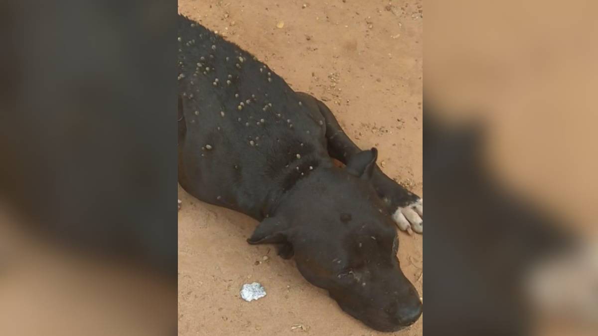 pitbull sofre maus-tratos minas