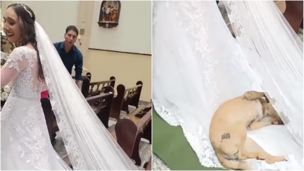 cachorro rola no vestido da noiva em igreja