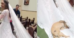 cachorro rola no vestido da noiva em igreja