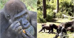 gorilas serão transferidos zoológico de bh