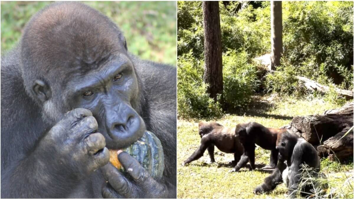 gorilas serão transferidos zoológico de bh