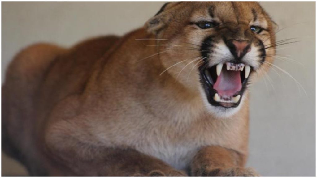 onça zoológico bh