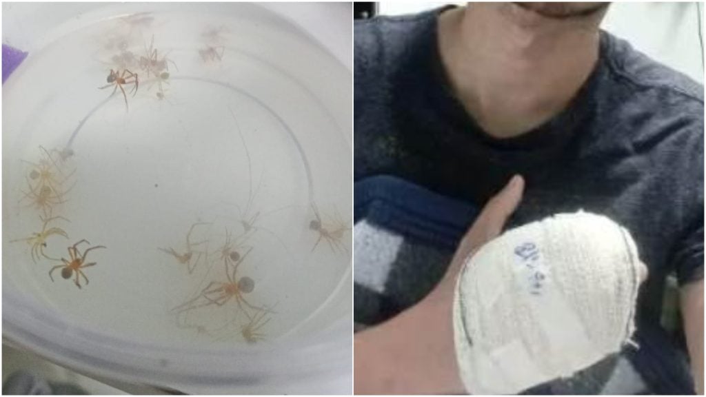 picado por aranha marrom