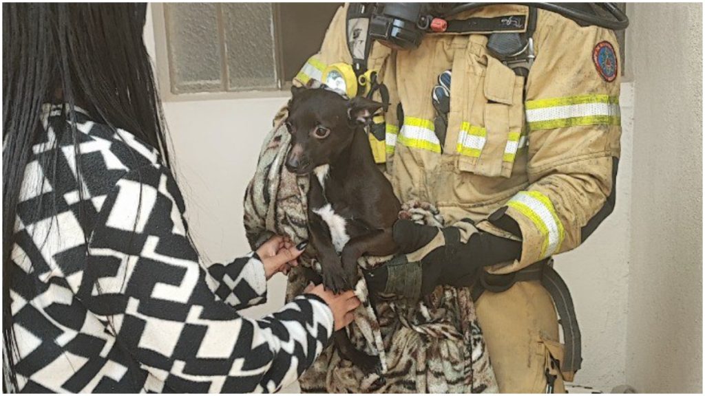 cachorro incêndio