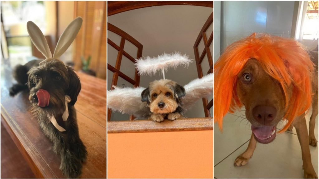 concurso dia do cachorro bhaz finalistas
