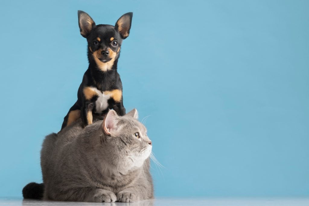 BH tem feiras de adoção de animais neste fim de semana; veja os locais