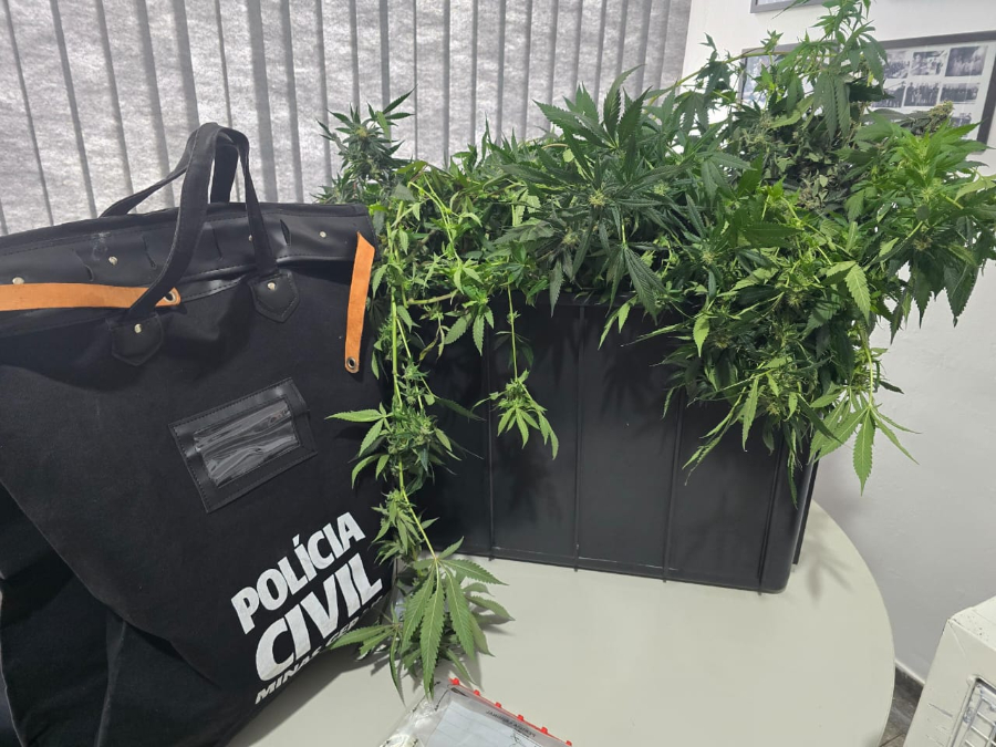 Apreensão de malote de dinheiro e mudas de maconha encontradas na operação. (Divulgação/Polícia Civil)
