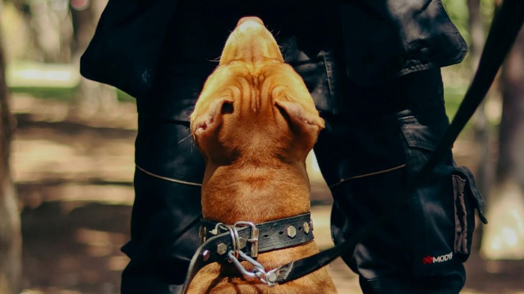 Pitbull amarelo