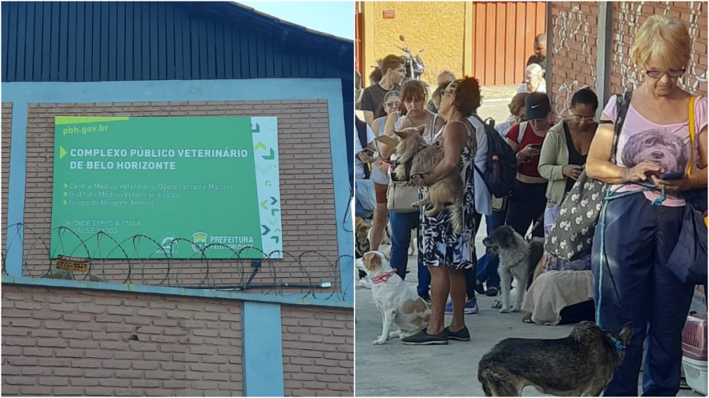 denúncia hospital público veterinário bh