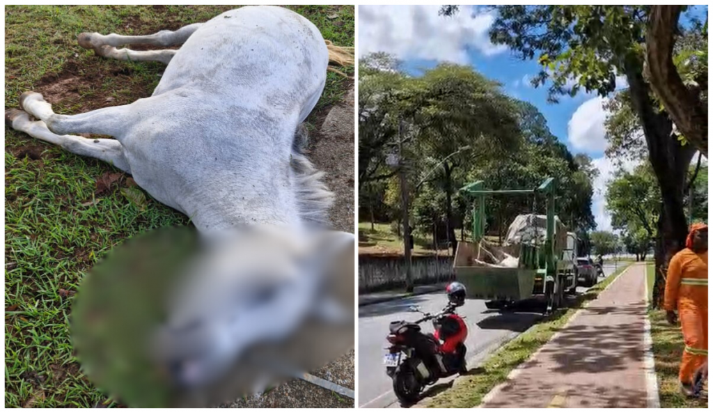 Cavalo morre eletrocutado em cavalgada na orla da Lagoa da Pampulha