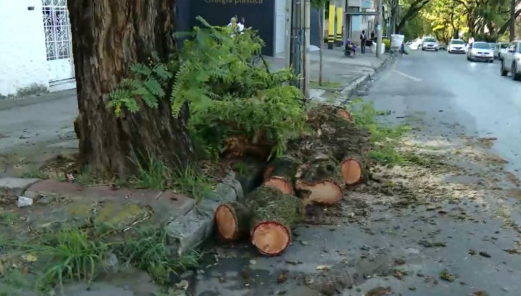 Árvore caiu na av. do Contorno e interditou pista (Record TV/Reprodução)