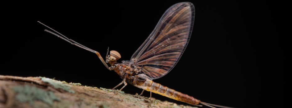 Cloeodes tovauna, nova espécie de inseto descoberta em Minas