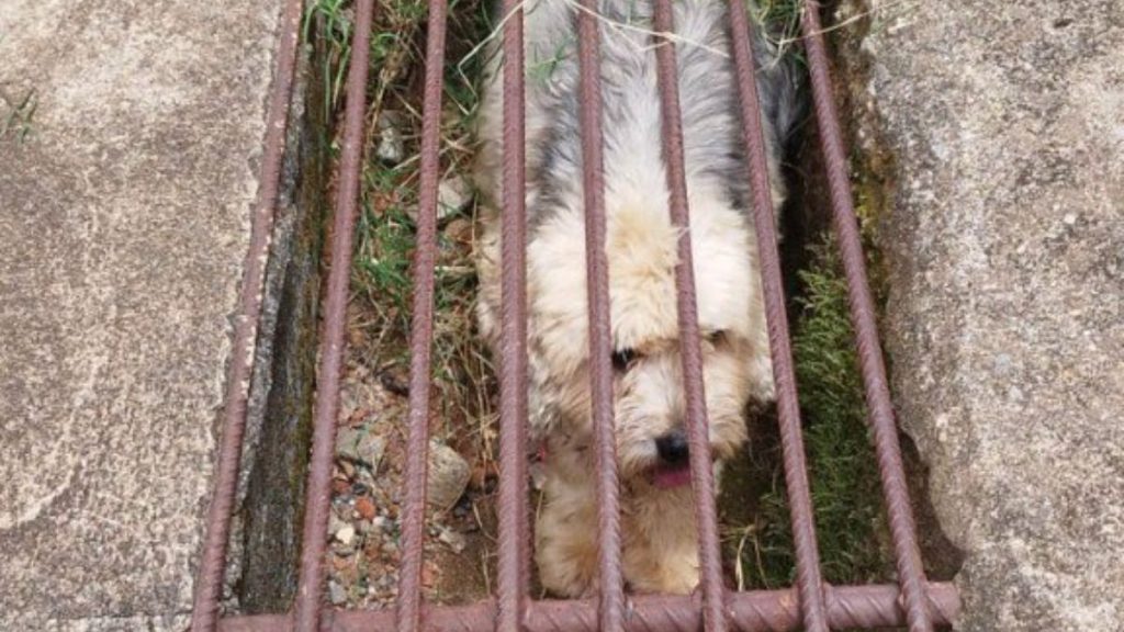 cachorro capelinha