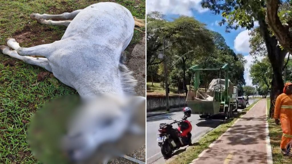 Cavalo morreu ao passar em uma caixa de energia. (Imagens cedidas ao BHAZ)