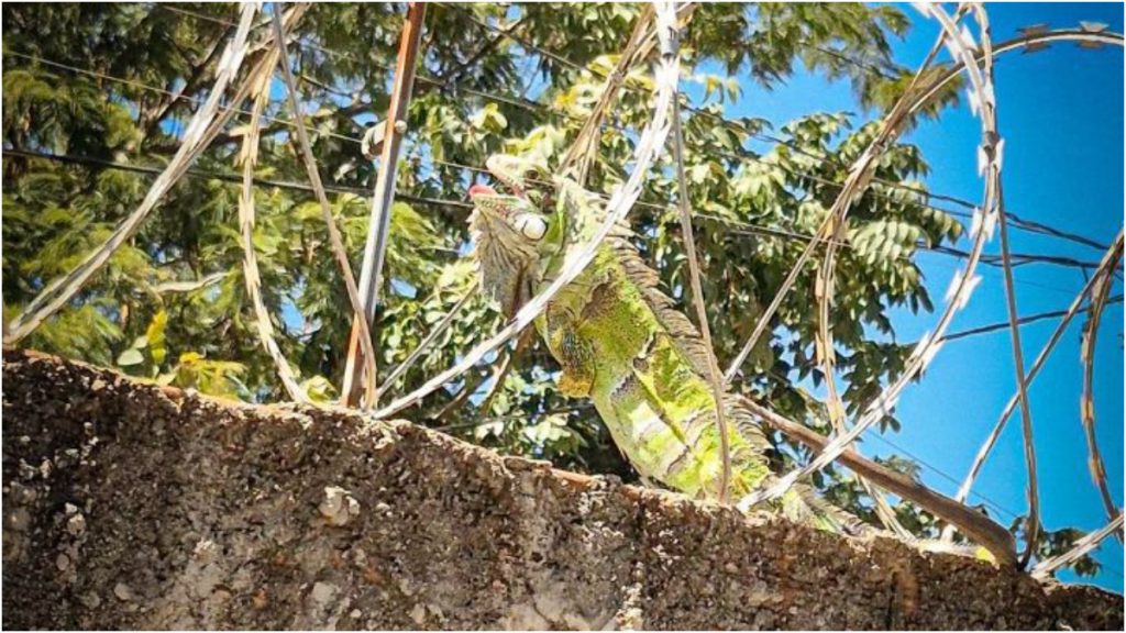 iguana presa cerca elétrica