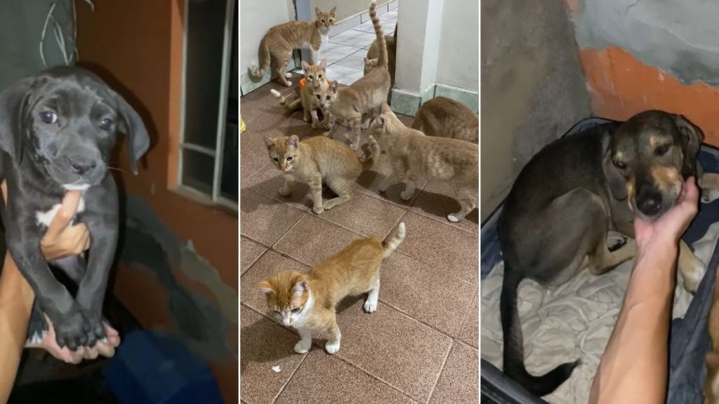 animais idosa