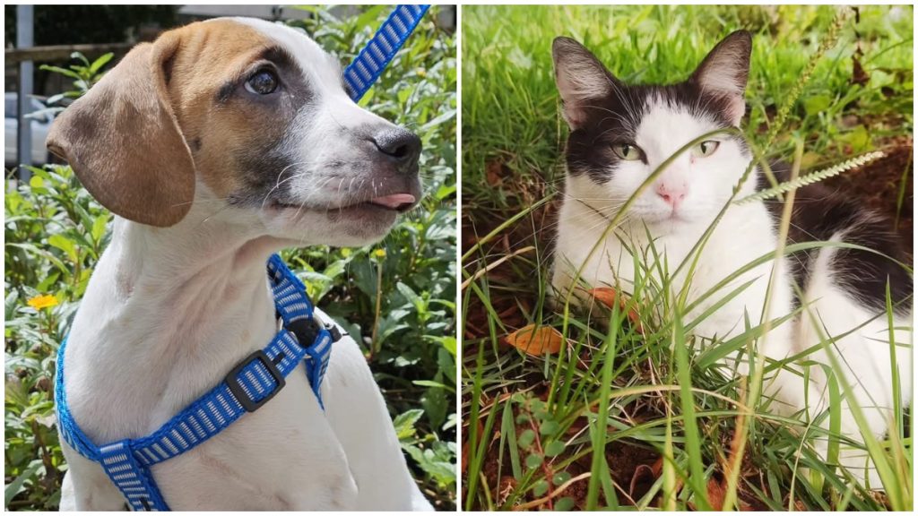 BH terá vários eventos de adoção de cães e gatos neste fim de semana