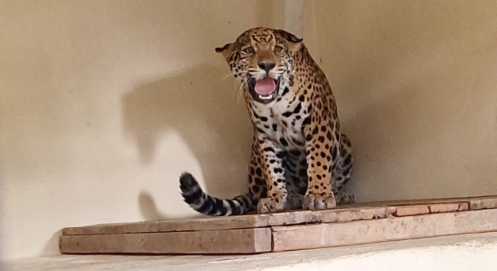 Zoológico de BH recebe onça-pintada Maya, nova moradora do espaço
