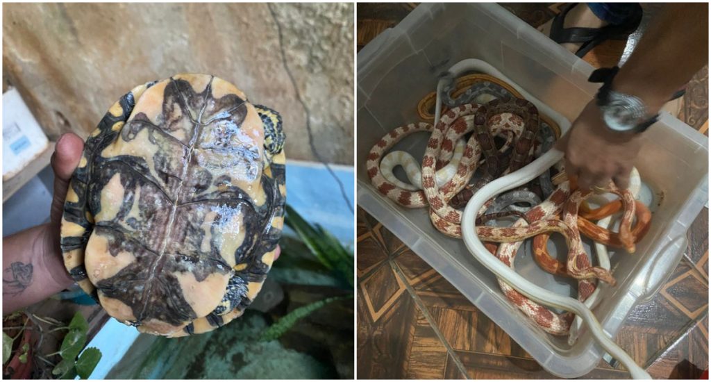VÍDEO: PF e Ibama fecham criatório ilegal de animais silvestres na Grande BH