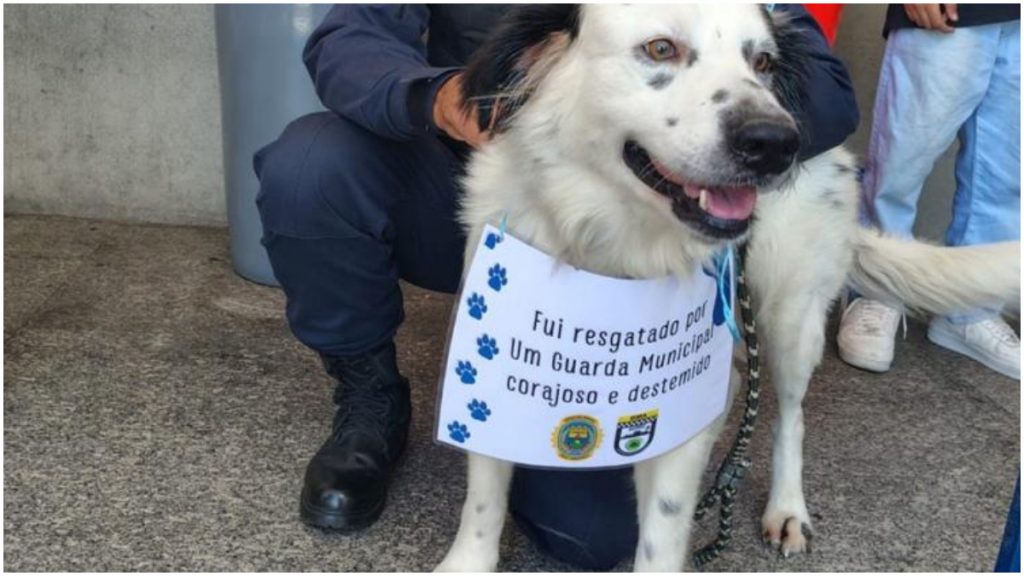 Cães Guarda Municipal BH