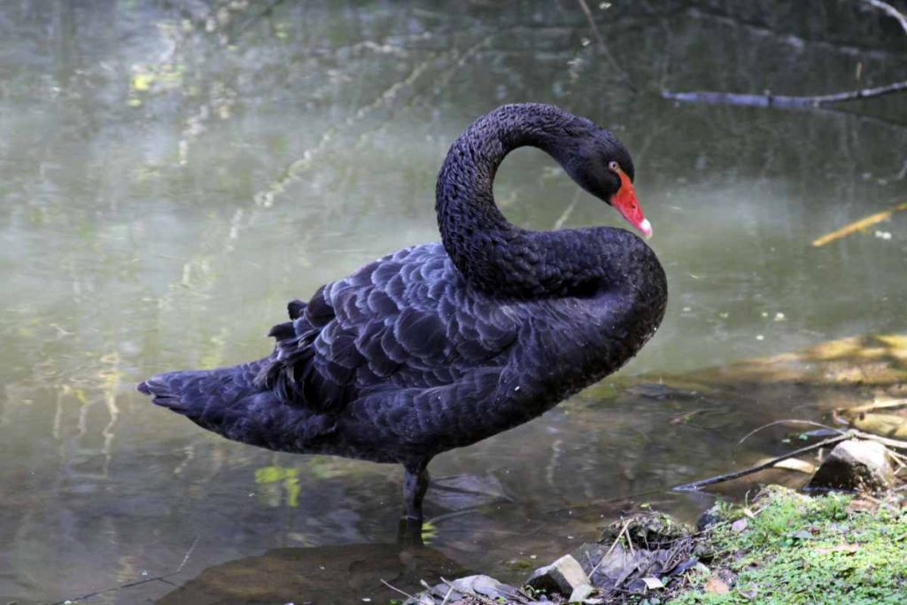 Caso de gripe aviária foi encontrada em um cisne negro, ave ornamental | Foto ilustrativa. (Wikimedia/Reprodução)
