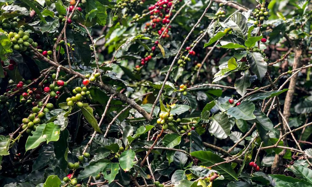 Produção de café em Minas deverá ter queda de 7,1% em 2025, e preço permanecerá alto
