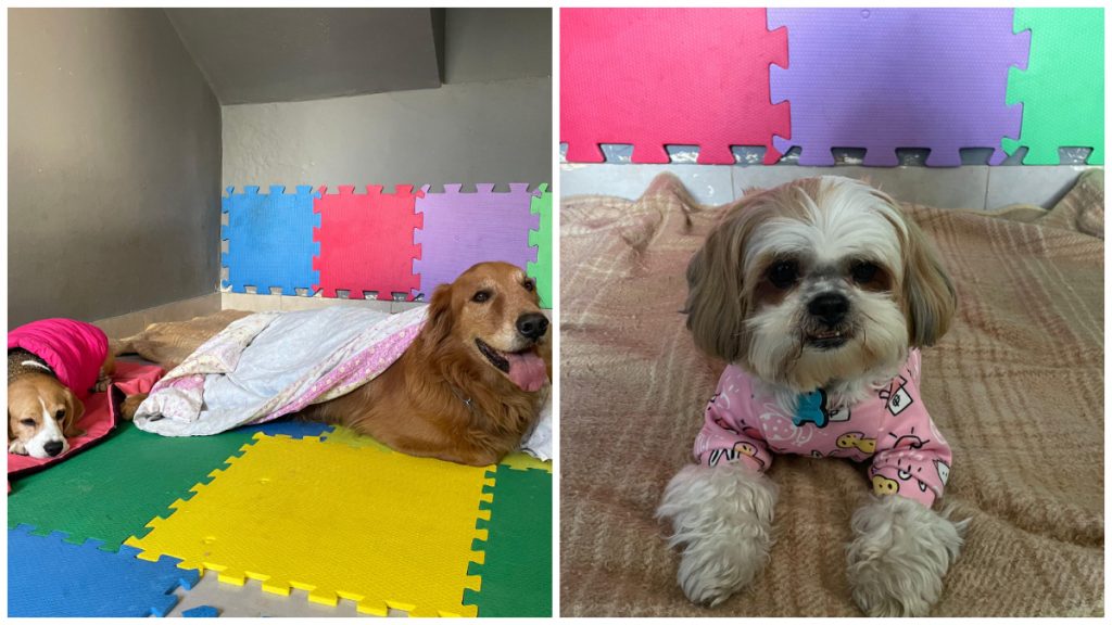 Saiba como proteger os animais de estimação durante o frio em Minas
