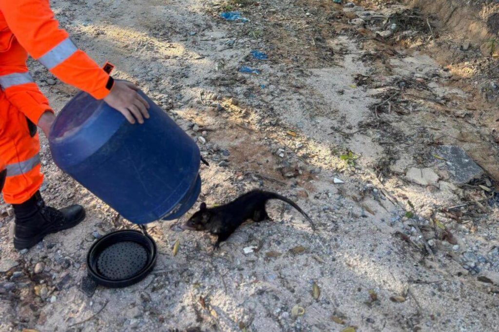 Bombeiros resgatam gambá encontrado em oficina mecânica em Minas