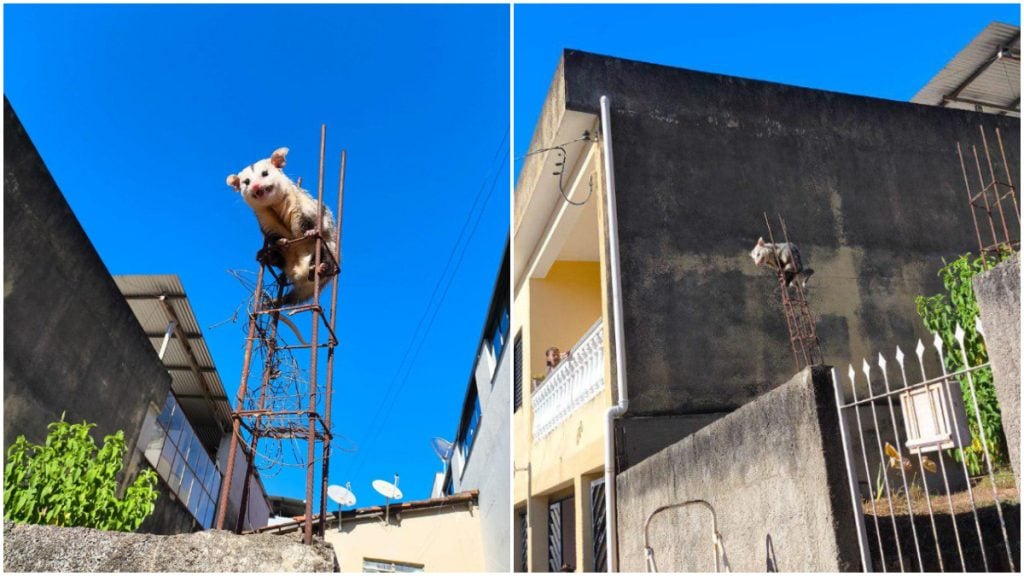 Gambá sobe em vergalhões para fugir de cachorros e é resgatado em Minas