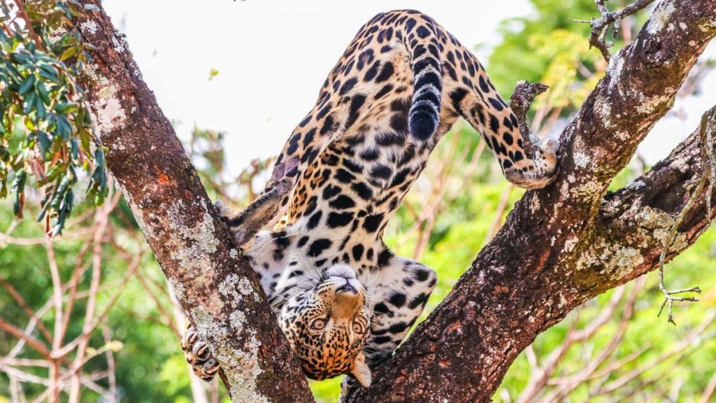onça pintada zoológico bh