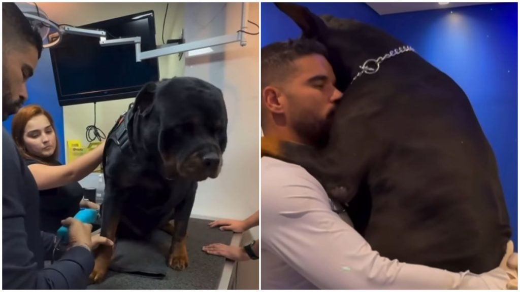 Veterinário de BH viraliza nas redes sociais por usar técnica para 'encantar' cães mais agressivos