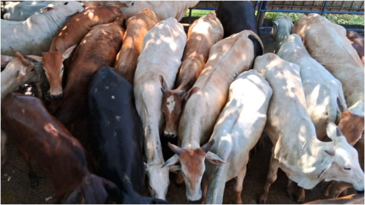 Operação combate furto de gado em Minas Gerais