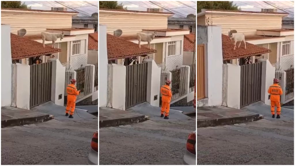 Bode telhado casa