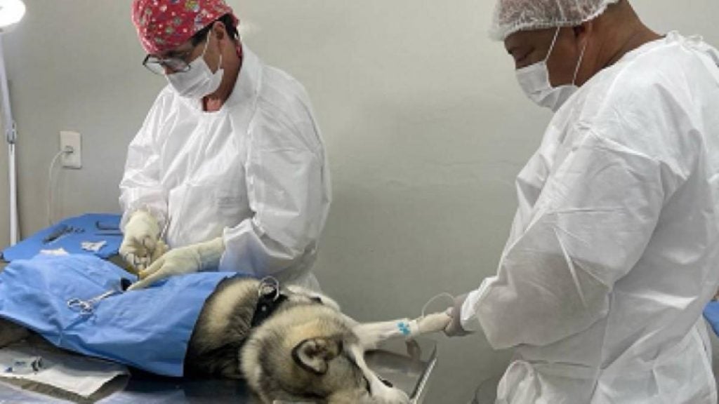 Cachorro sendo castrado por dois veterinários