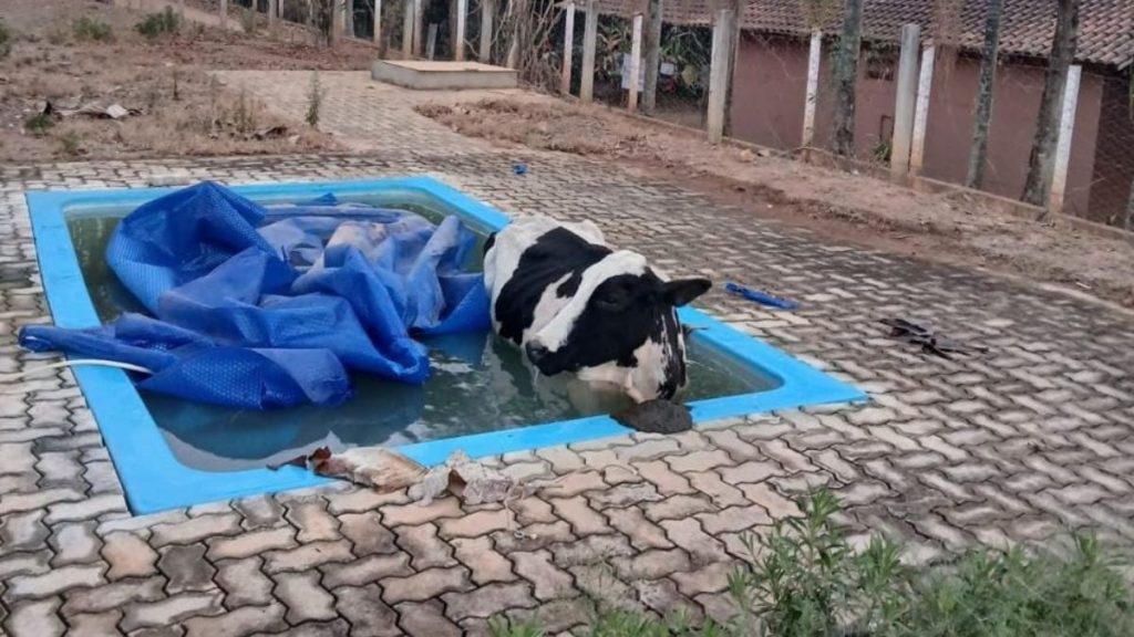 vaca na piscina