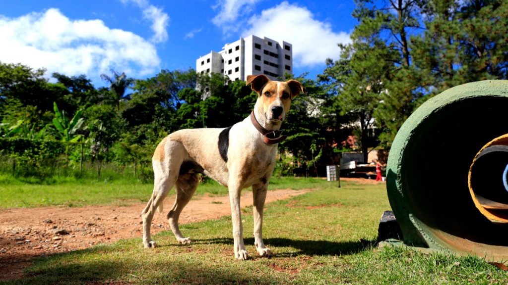 proteção animais bh