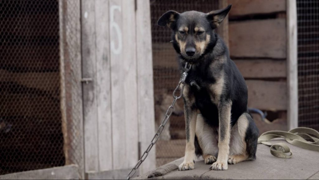 cachorro preso