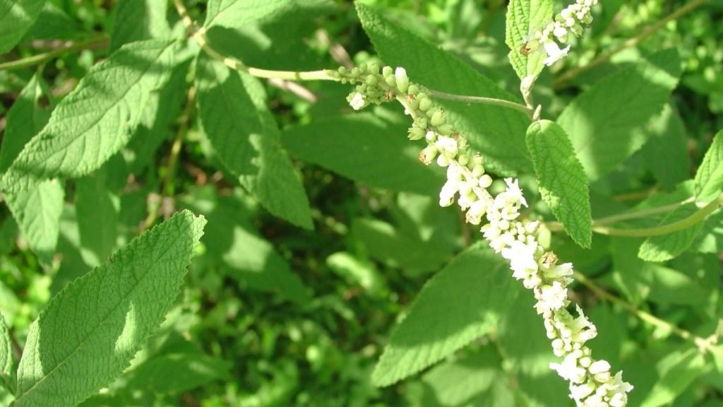 plantas medicinais