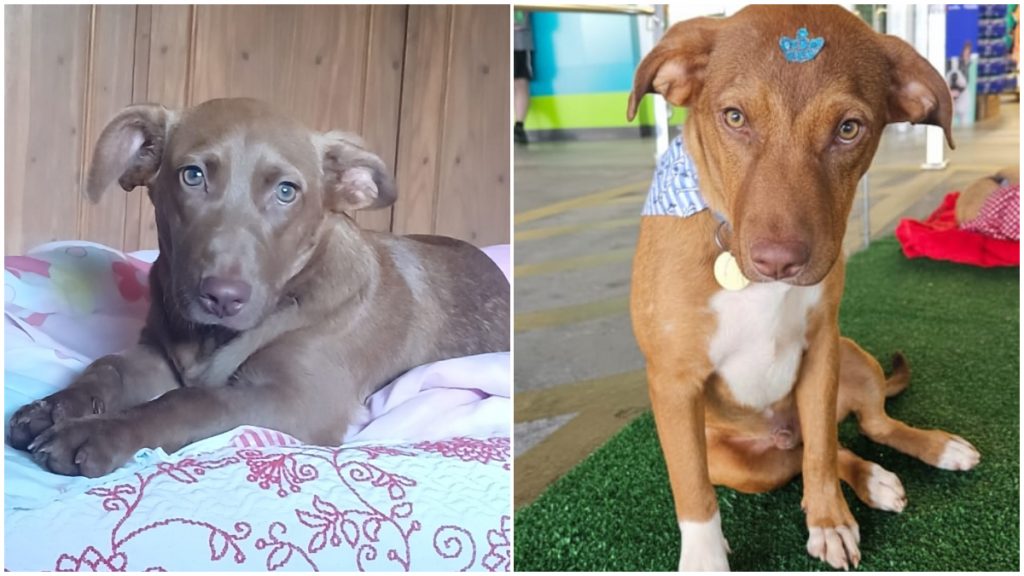 Tommy e João Baixinho: BH e Contagem terão feiras de adoção de animais neste sábado