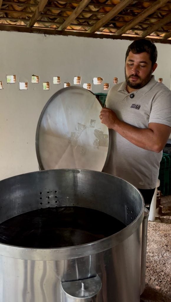 Produção do vinho de jabuticaba