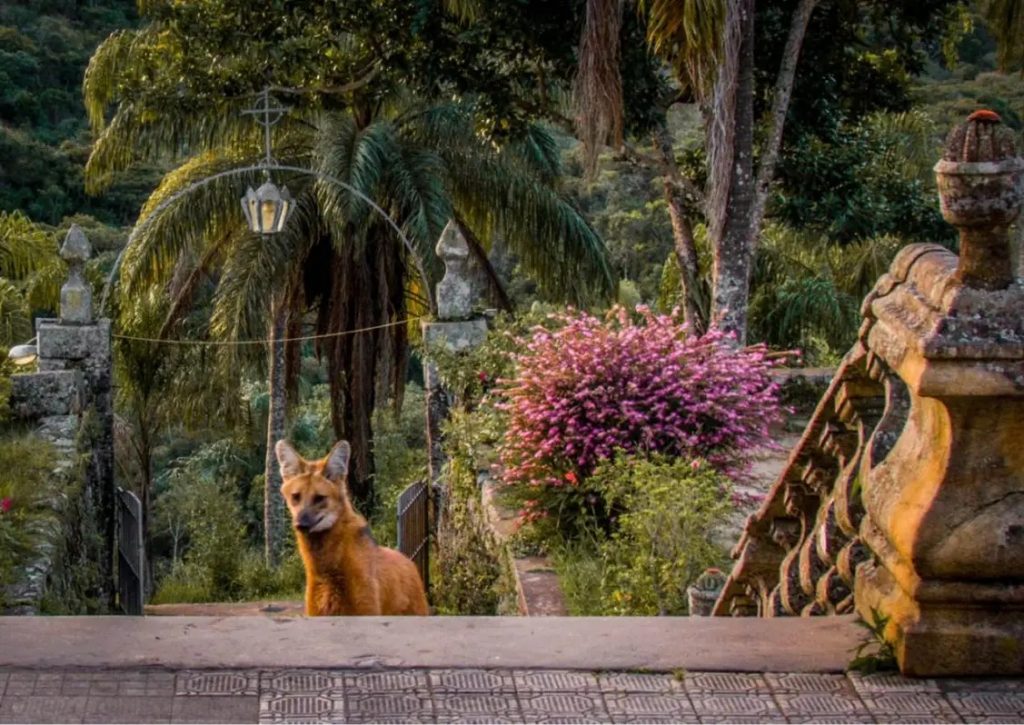 Lobo-Guará no Santuário do Caraça