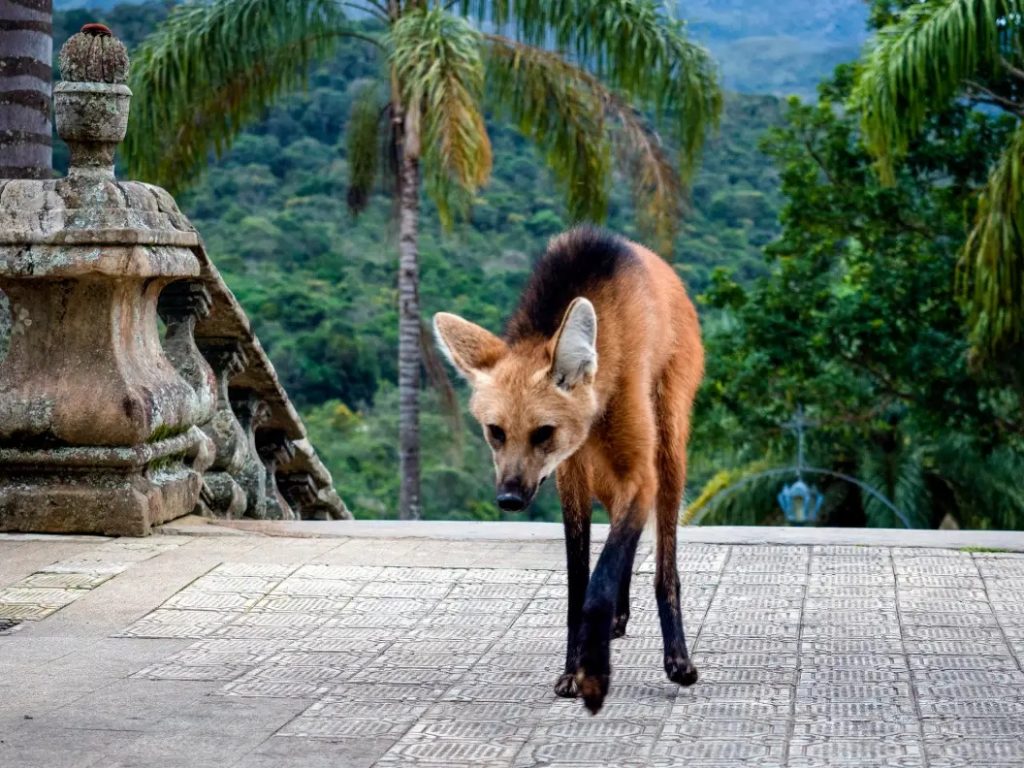 Lobo-guará no Santuário do Caraça