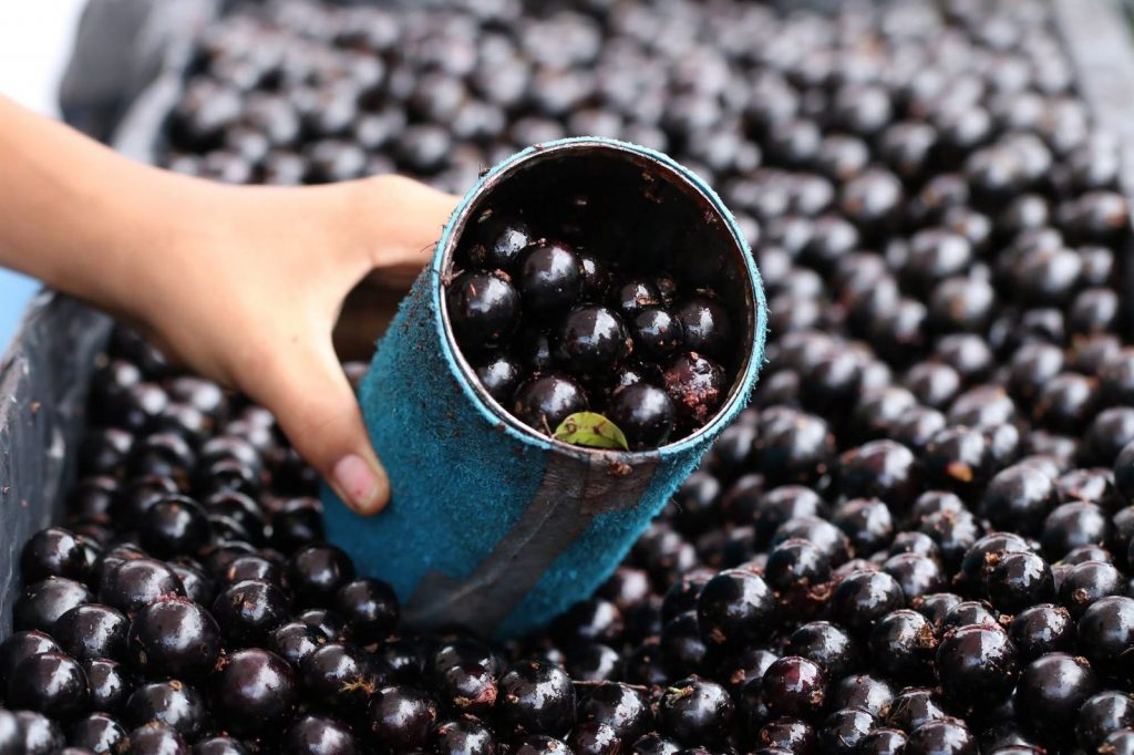 Festival da Jabuticaba em Sabará, na Grande BH, começa nesta quinta-feira; veja programação