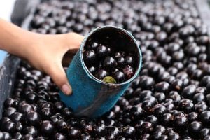 Festival da Jabuticaba em Sabará, na Grande BH, começa nesta quinta-feira; veja programação