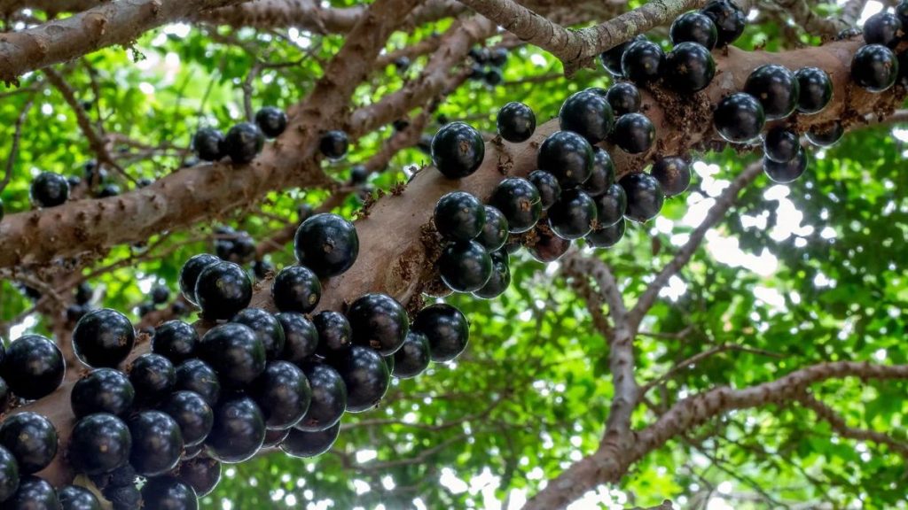jabuticaba