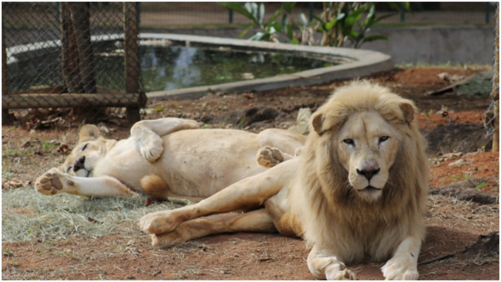 leoa morre zoológico bh