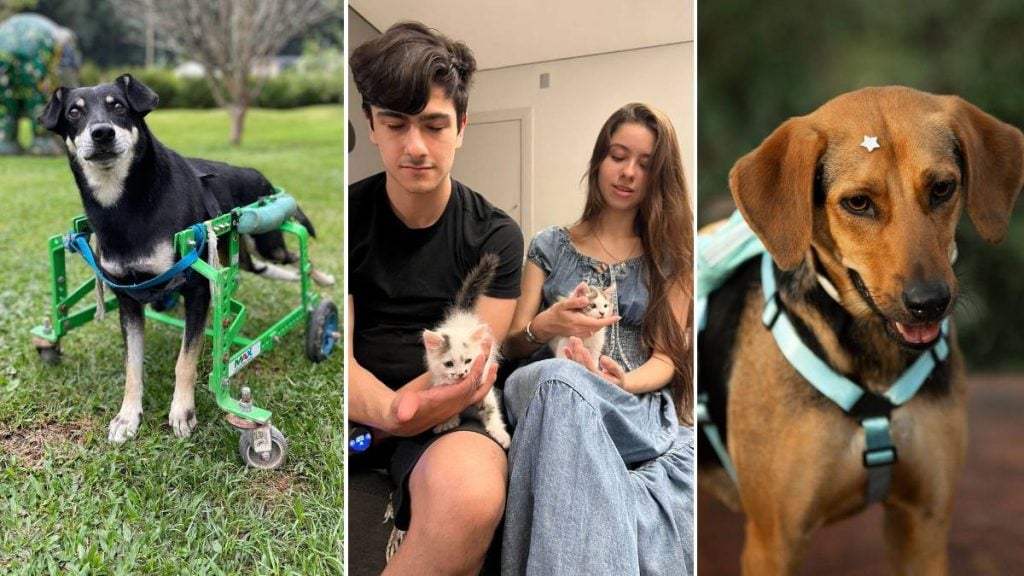 Animais abandonados