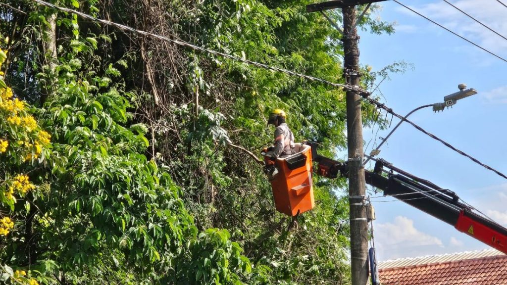 Prefeitura de BH atualiza regras de plantio, poda e cultivo de árvores