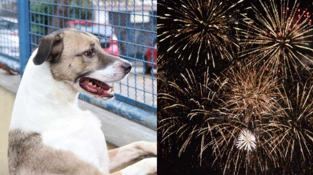 Fogos são um verdadeiro terror para cães e gatos (Prefeitura Rio de Janeiro/Banco de imagens: Envato)